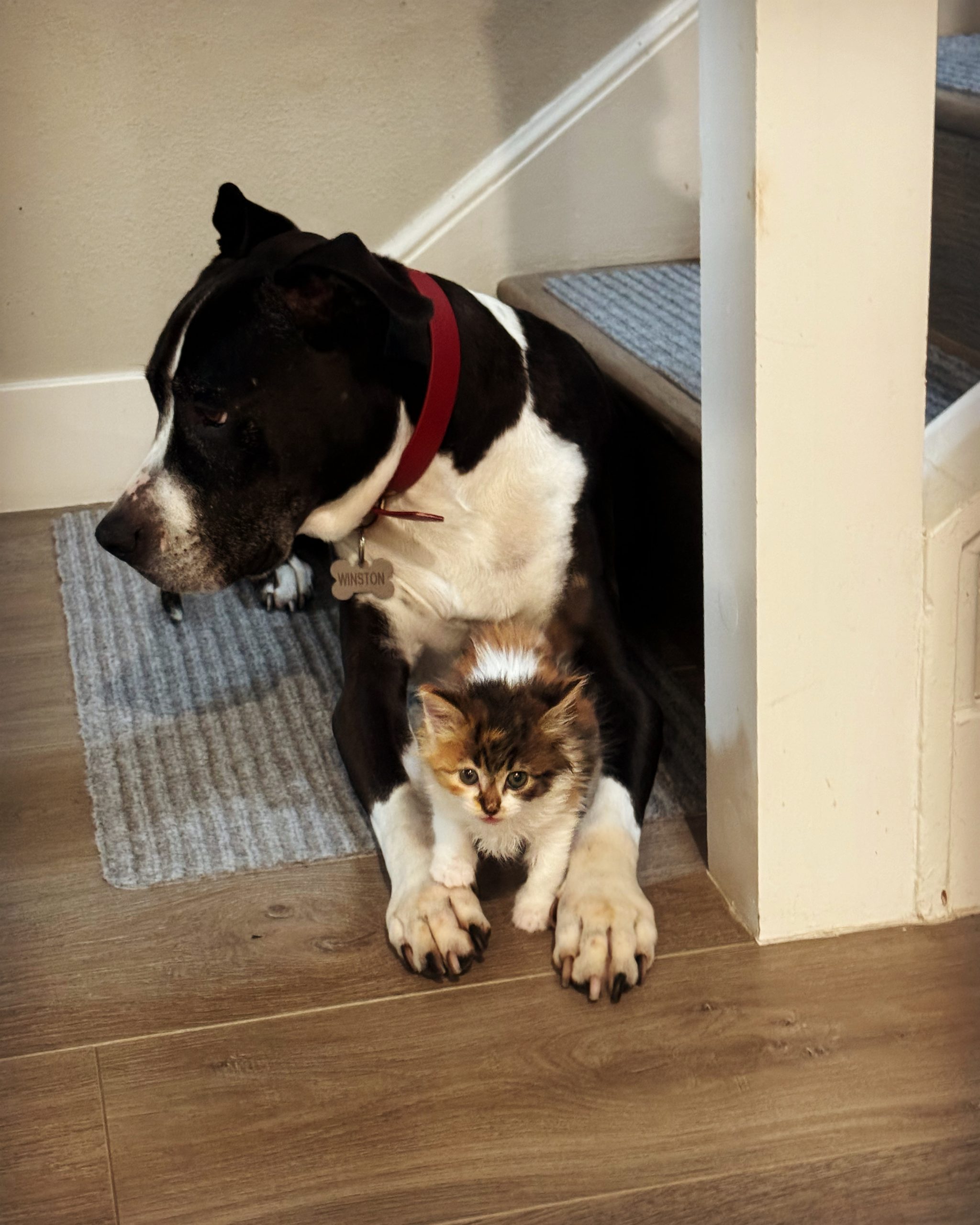 In-home pet sitting in Marina del Rey with a dog and cat resting together