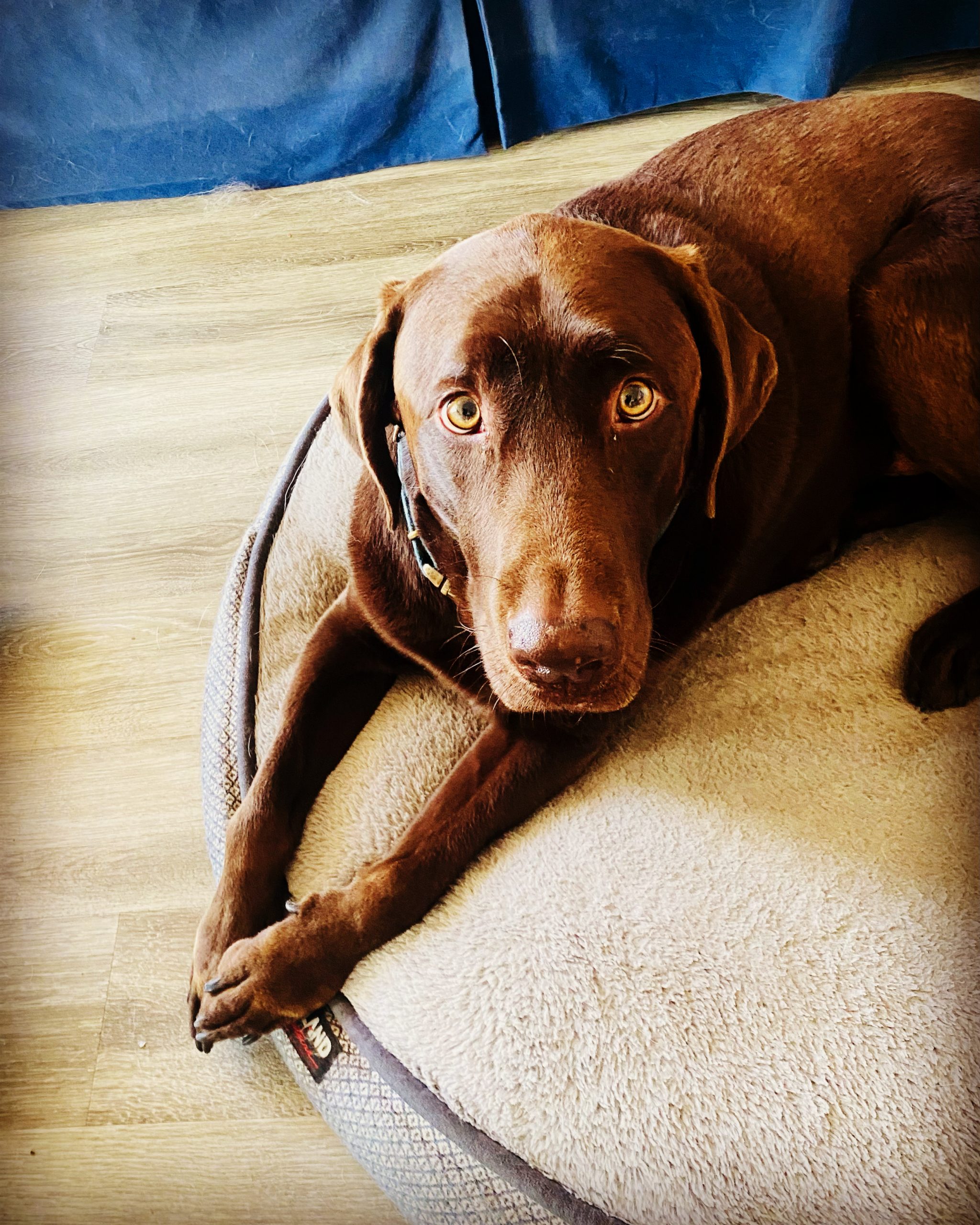 Large dog resting comfortably during in-home dog sitting in Marina del Rey