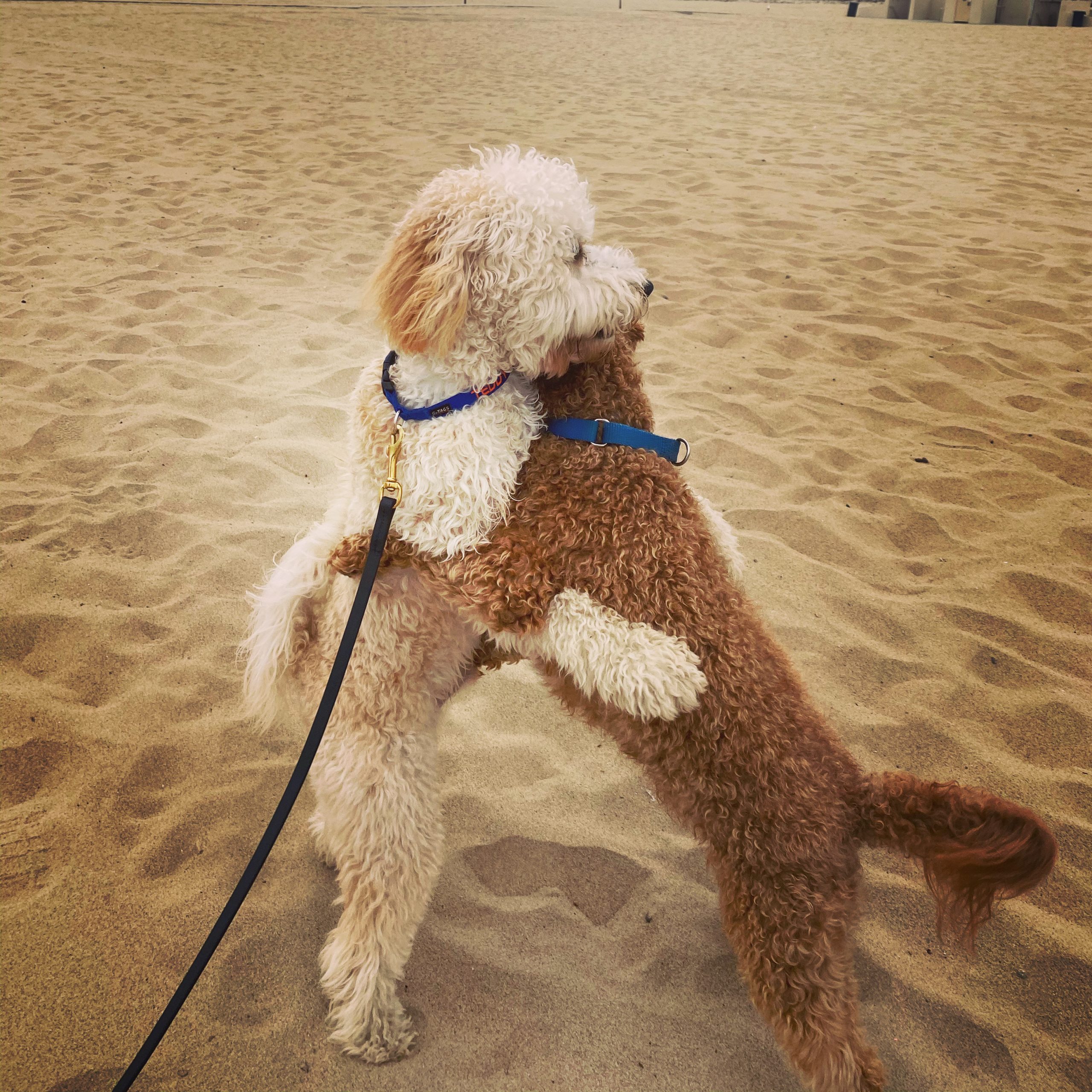 Dog walking on the beach near Marina del Rey