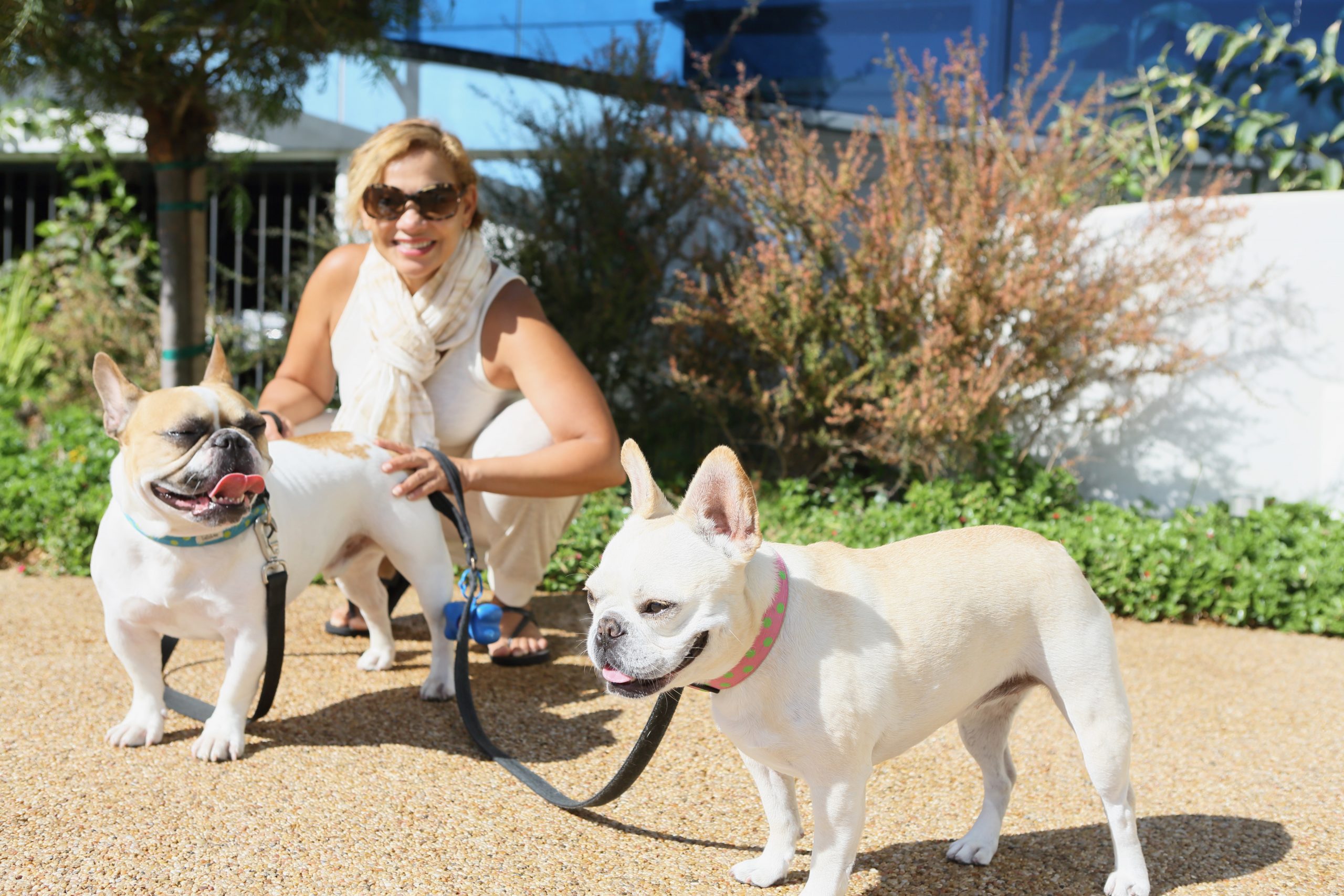Dog walker in Marina del Rey with two large dogs outdoors