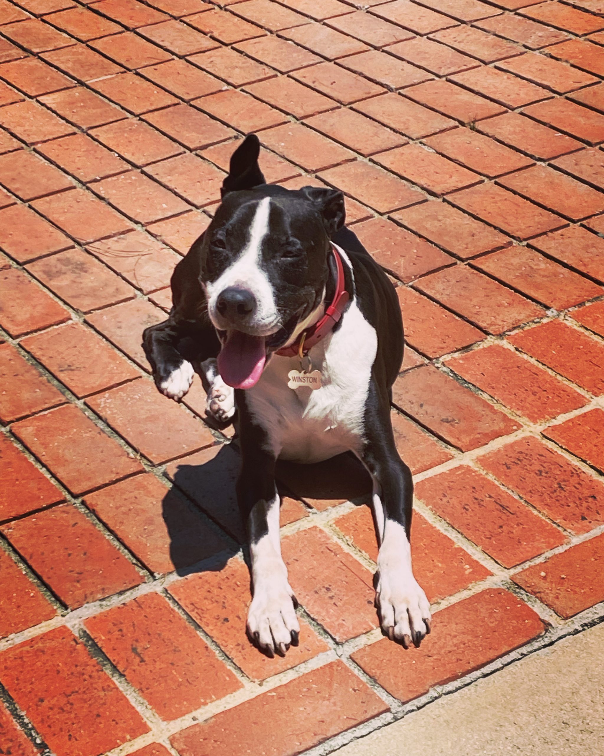 Client dog during a dog walking visit in Marina del Rey on a patio