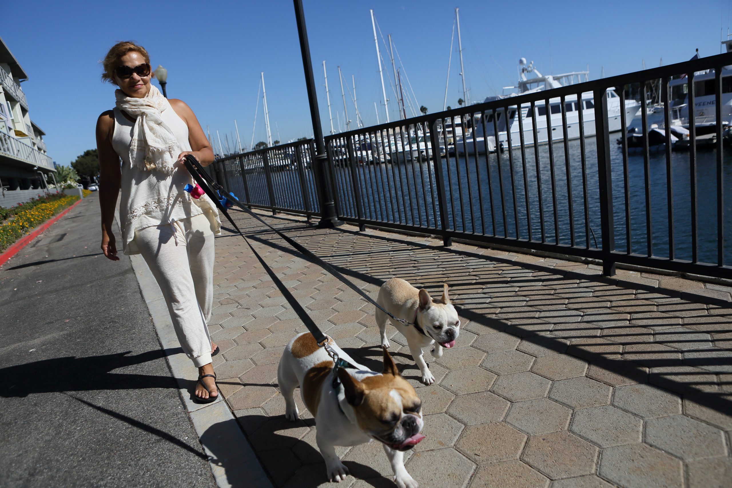 Dog walker in Marina del Rey walking dogs along the marina