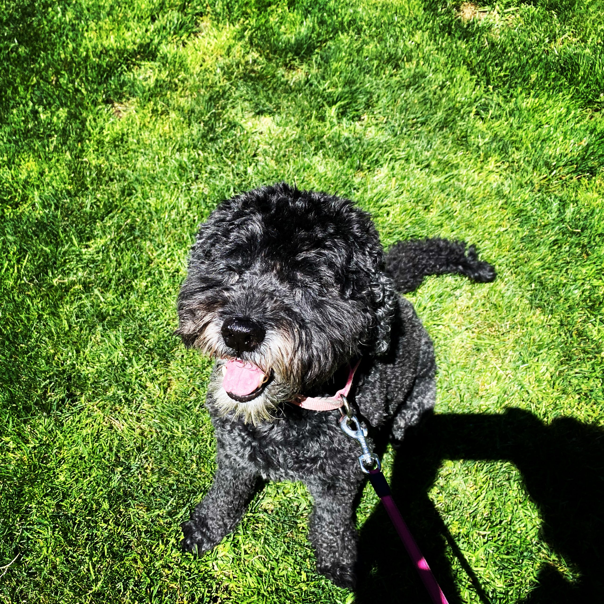 Small dog on leash during a Marina del Rey dog walk on grass